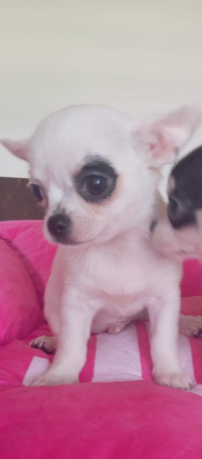 Piesek Chihuahua