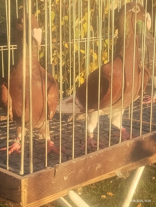 Rzeszowski gołębie rzeszowskie