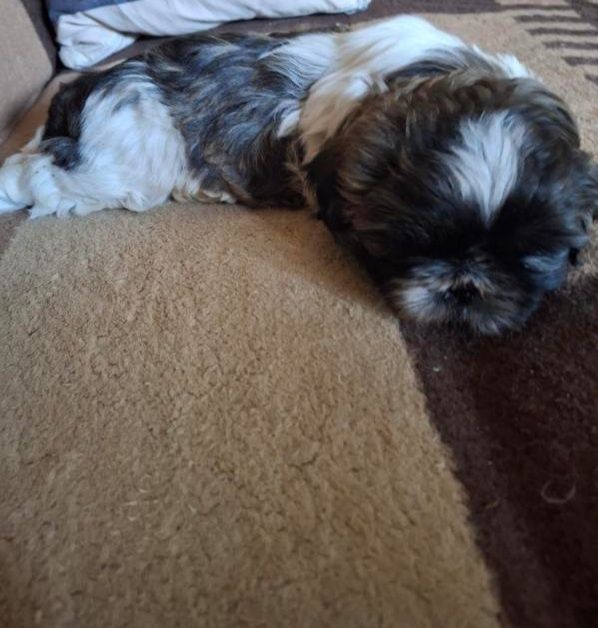 Szczeniak Shih tzu