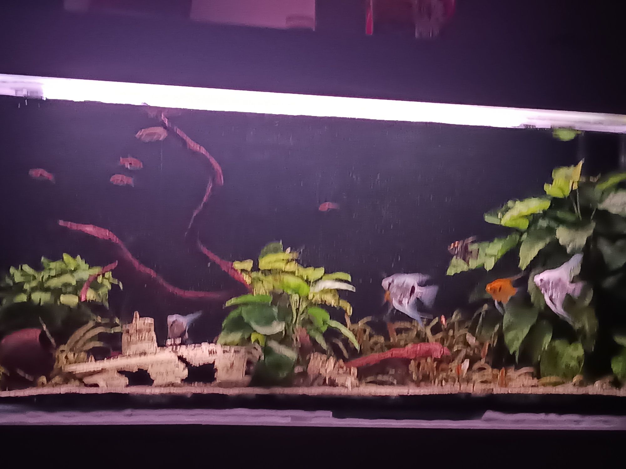 Akwarium z rybami - 120 cm skalar danio rośliny