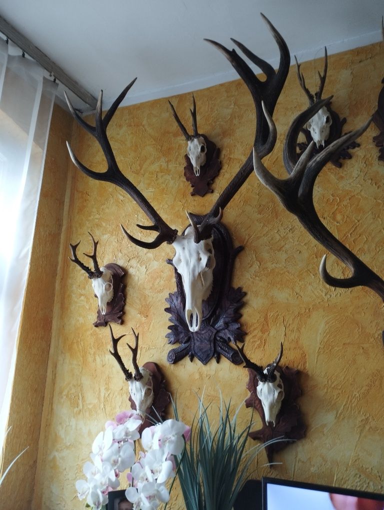 Poroże jelenia wieniec