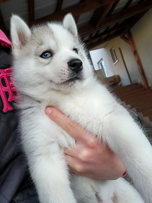 ICE MOON piesek po championach zkwp fci siberian husky