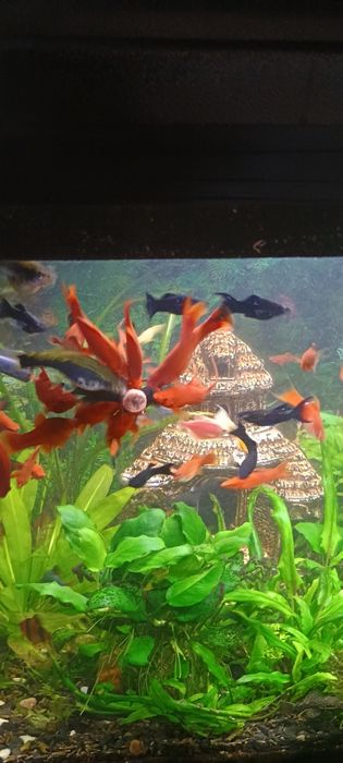 Zamienię na mieczyki