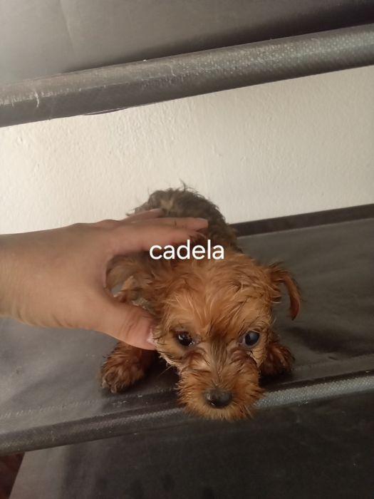 Caes raca pequena