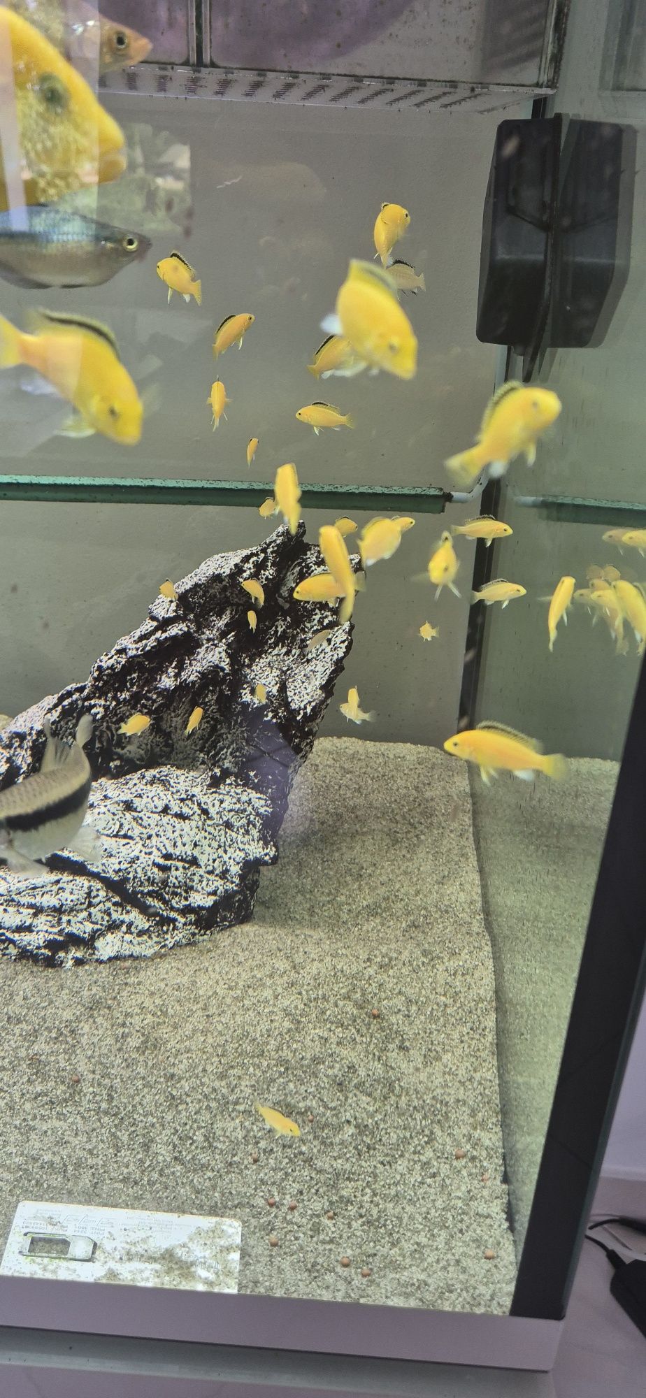 Pyszczak Yellow Labidochromis