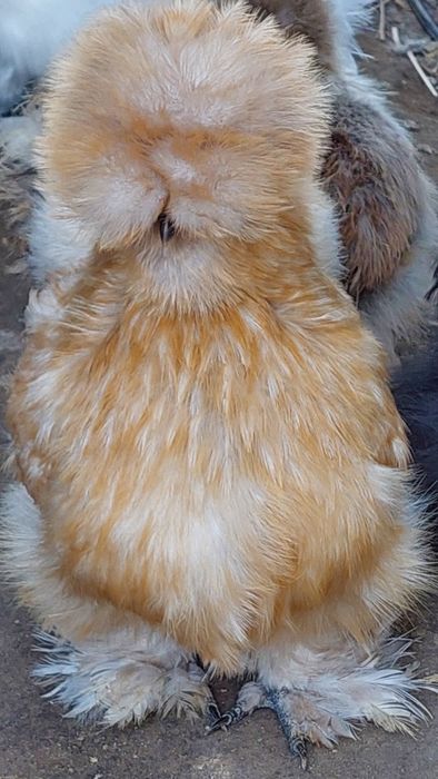 Sprzedam jaja lęgowe silki usa.