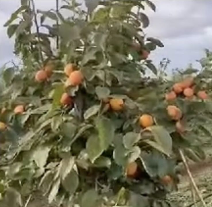 саженцы ХУРМЫ привитой и Черенки 3 сортов Голандия