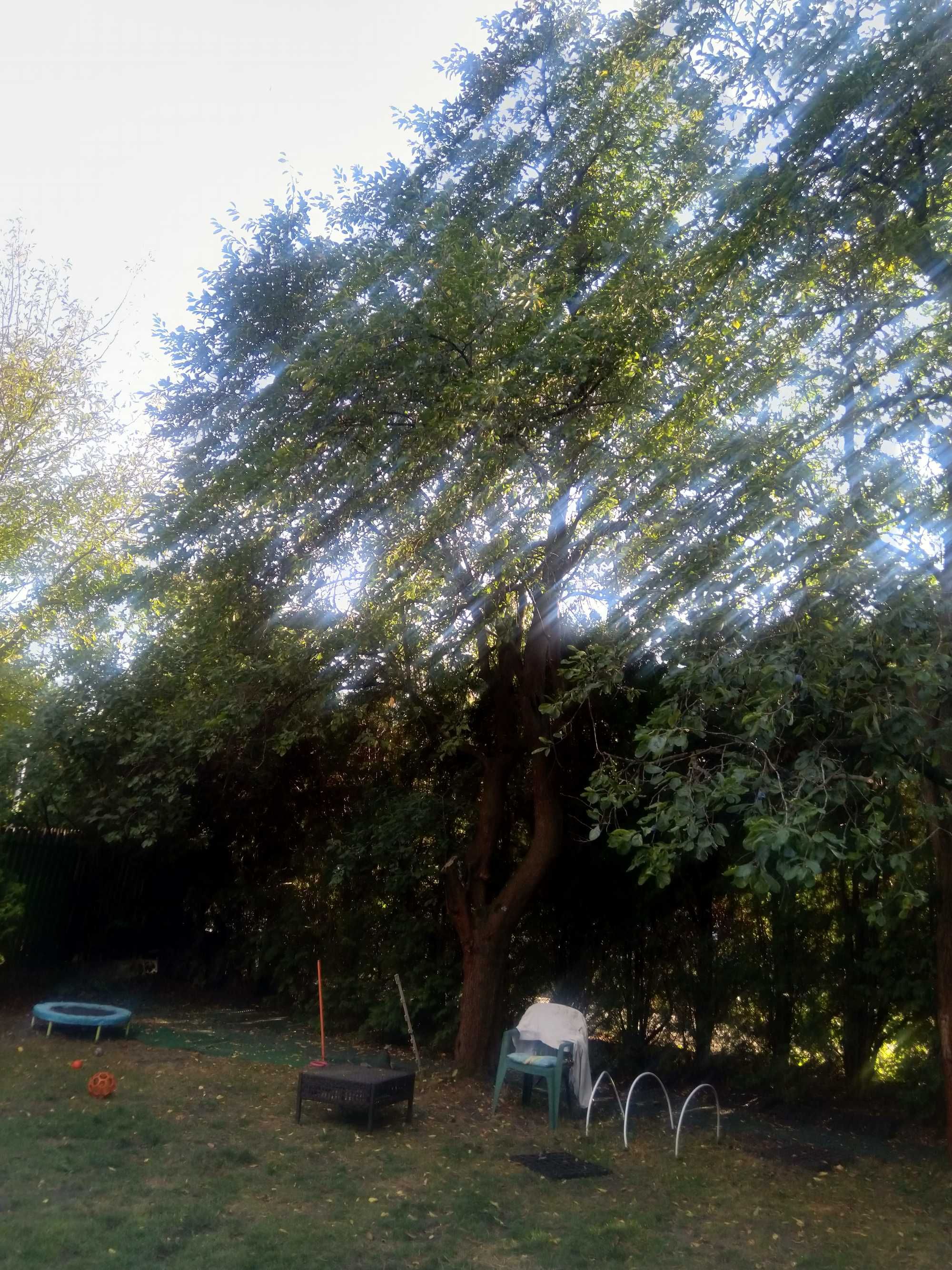 2 śliwy do wycięcia w zamian za drewno