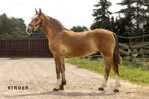Ogier ślązak/haflinger