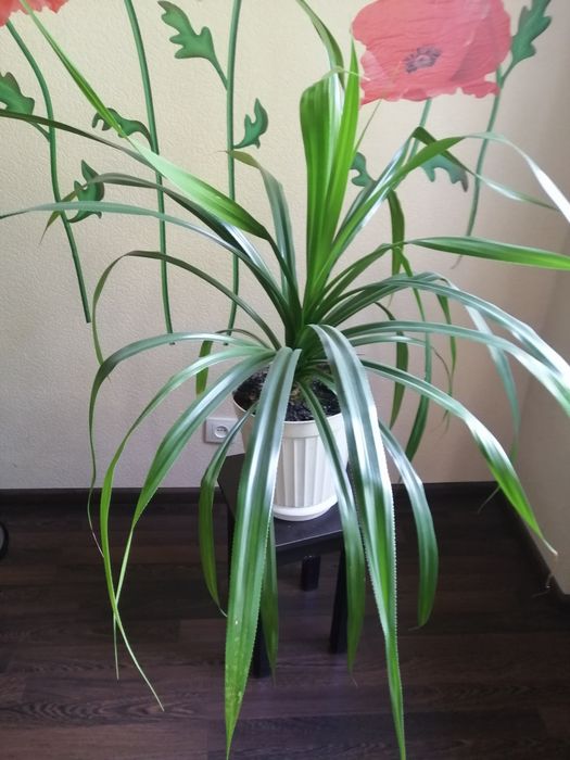 Панданус кімнатний великий