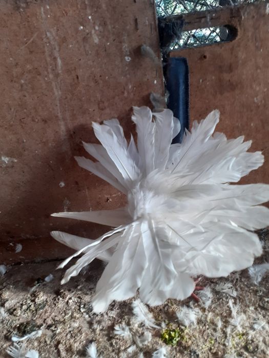 Gołebie pawiki ozdobne