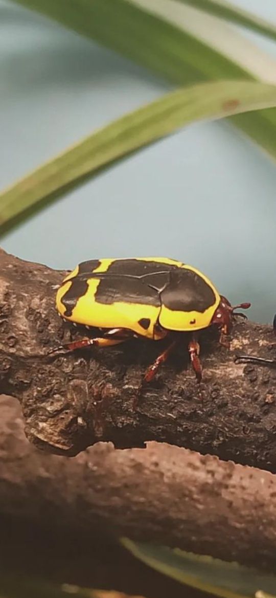Pachnoda sinuata l2