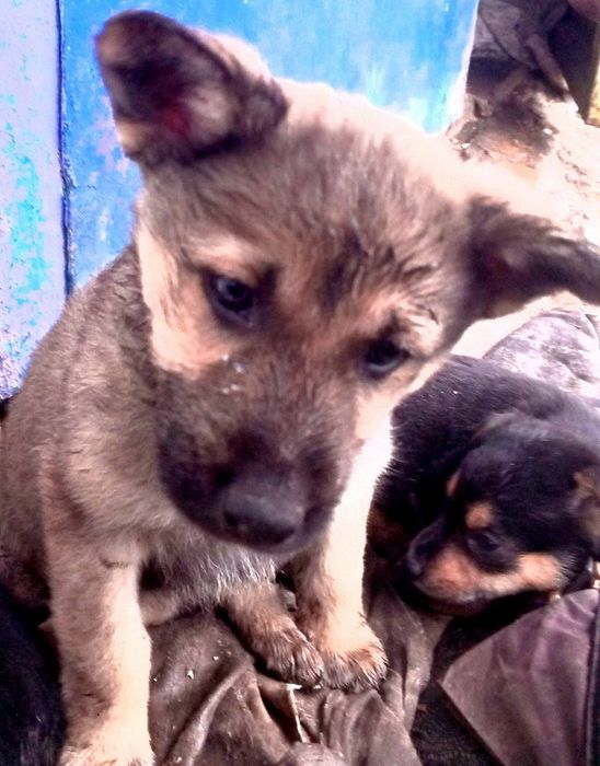 Щенята, собачки,