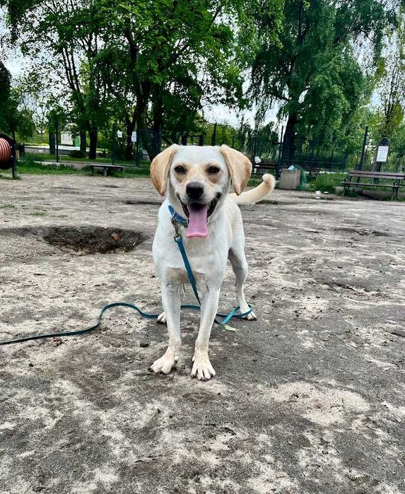 Półtoraroczna Sonia - mix wyżła i labradora do adopcji