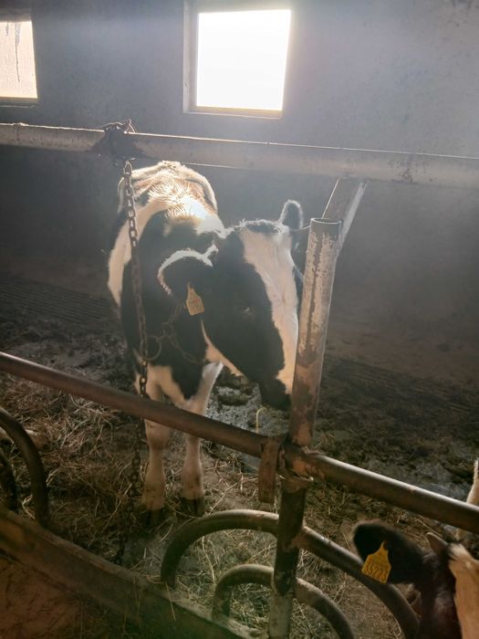 Jalowki. Do dalszej chodowli