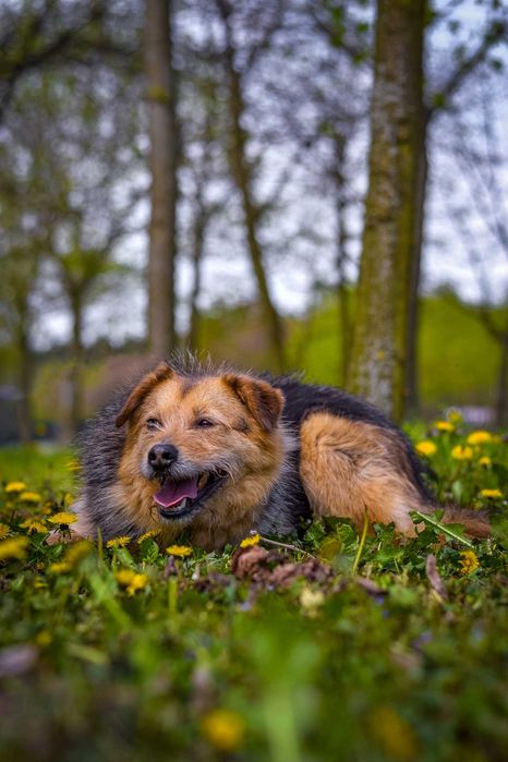 Escobar- Łagodny i przepiękny