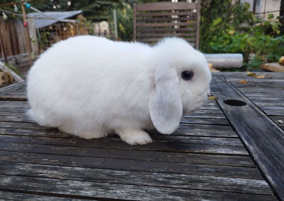 Króliczek mini lop +(niebieskooka samiczka  z rodow