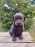 Labrador retriever szczeniak suczka