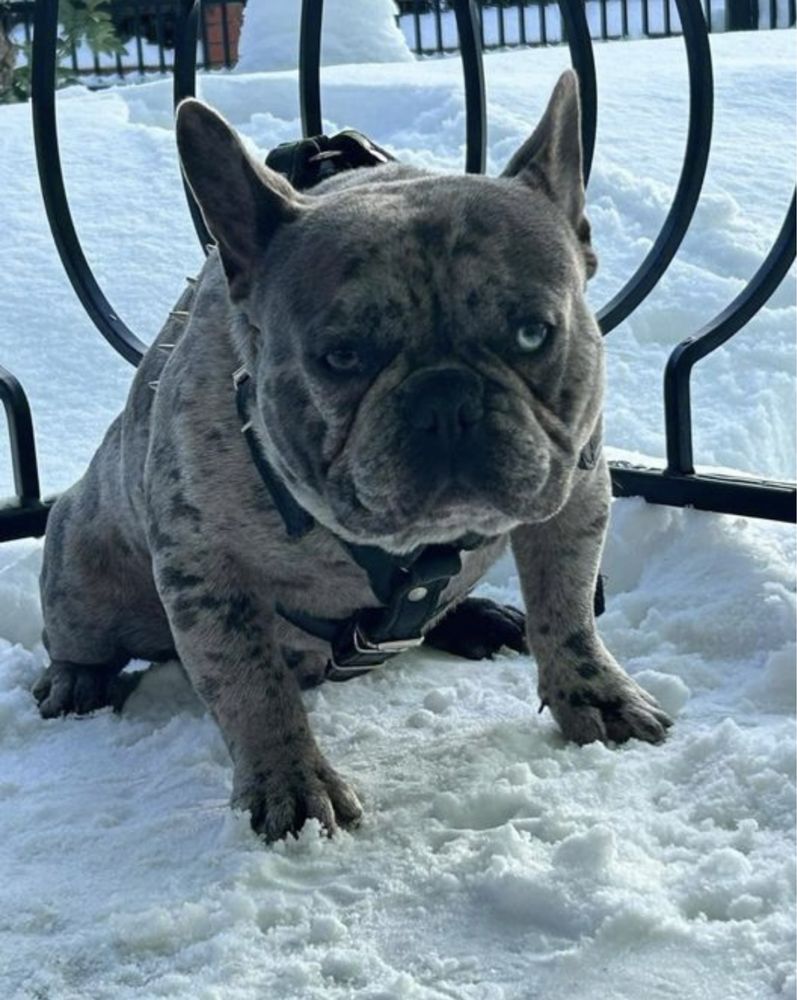 Buldog francuski piesek