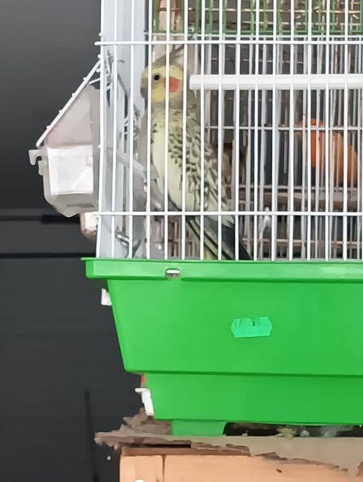 Caturra e roseicollis fêmeas