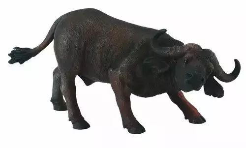 Bawół afrykański. Collecta