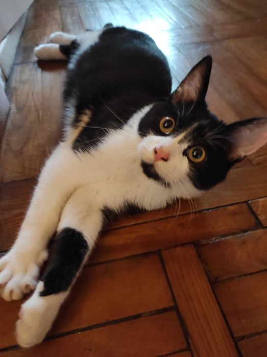 Знайдено кота м.Київ