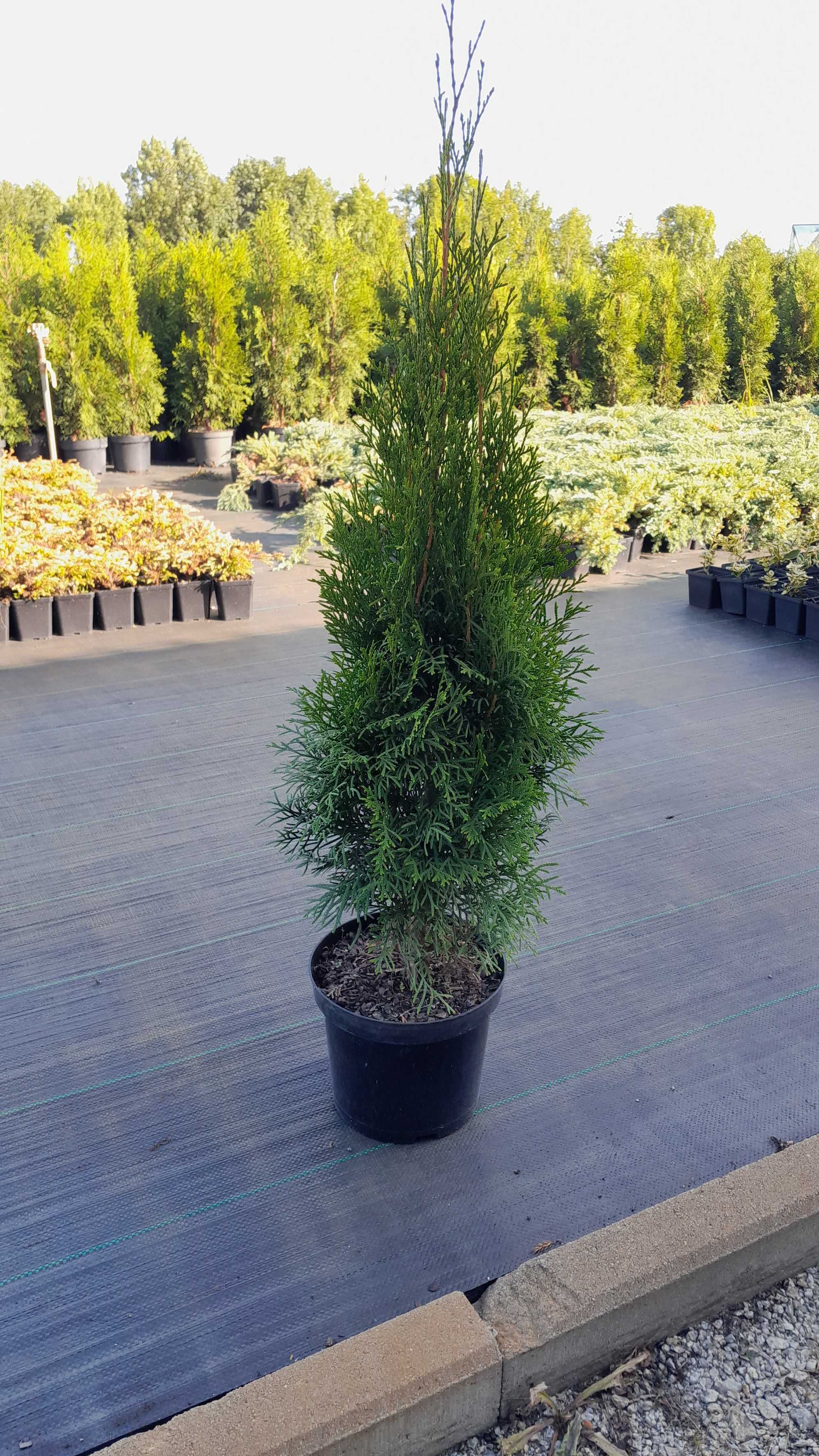 Tuja Thuja Smaragd Szmaragd
