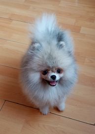 Szpic miniaturowy Pomeranian FCI piesek