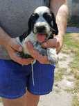 Piesek rasy Cocker Spaniel