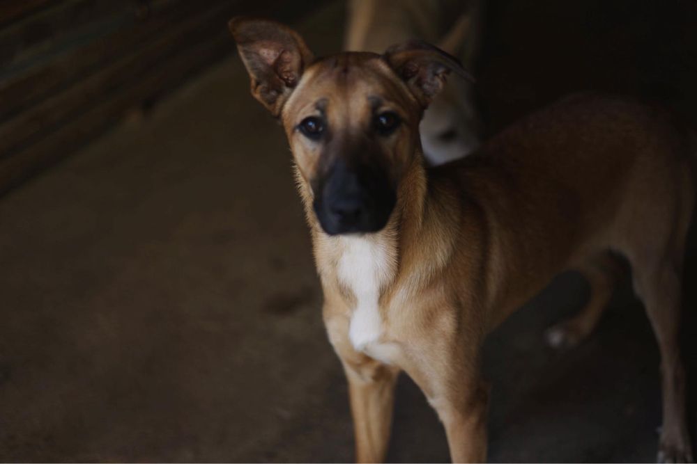 Bennie - cachorro para adoção