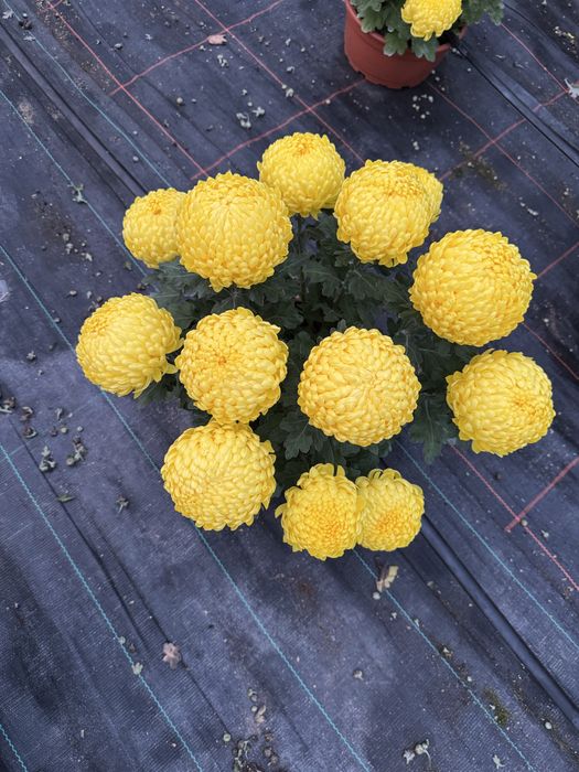 Chryzantemy wielkokwiatowe, szlachetne