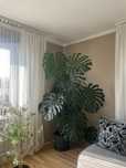 Monstera gigant
