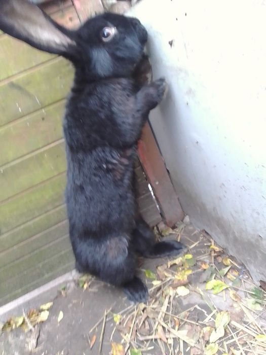 Sprzedam samca olbrzym belgijski