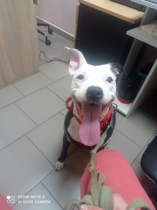 Отдам питбуля девочку