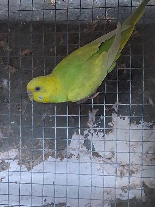 Periquitos australianos