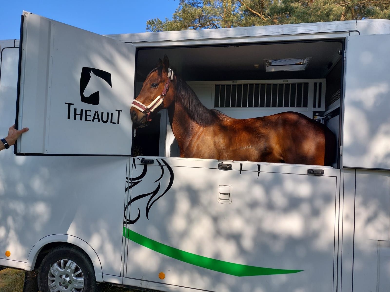 Transport koni daleki i bliski