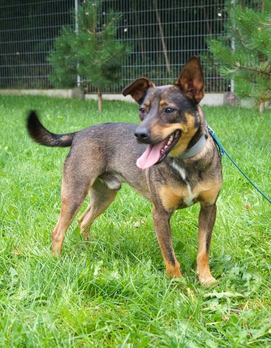 Mały Aviko do adopcji