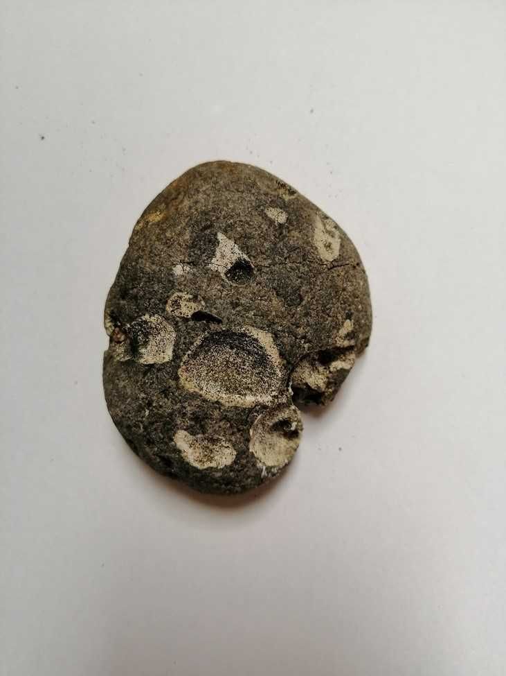 Skamielina, skamieniałość. Rozmiar 7,5x6,5 cm, waga 170g.