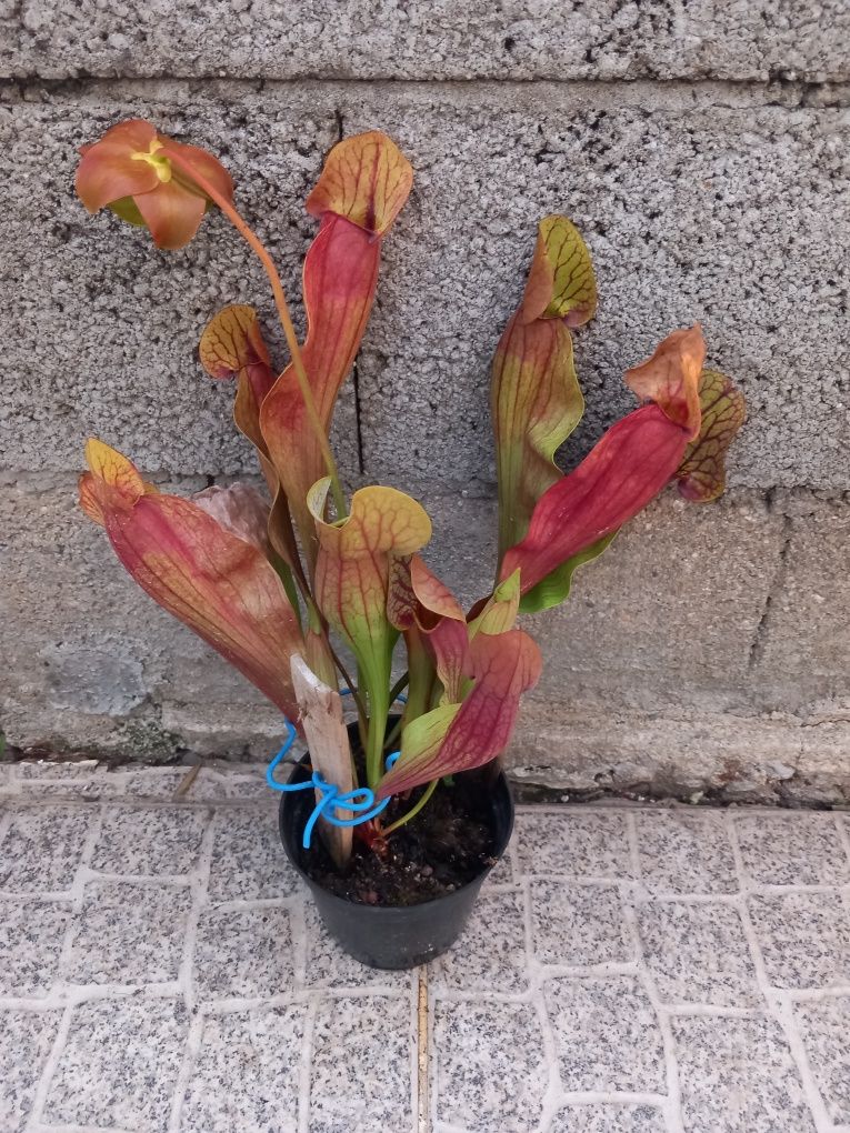 Plantas carnívoras