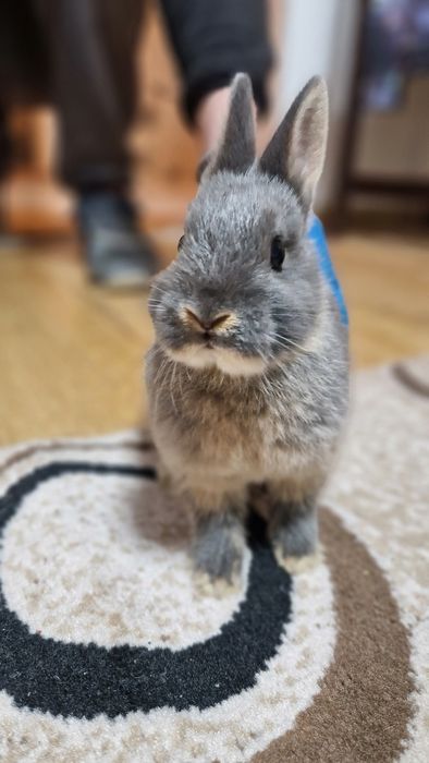 Новозеландські кролики