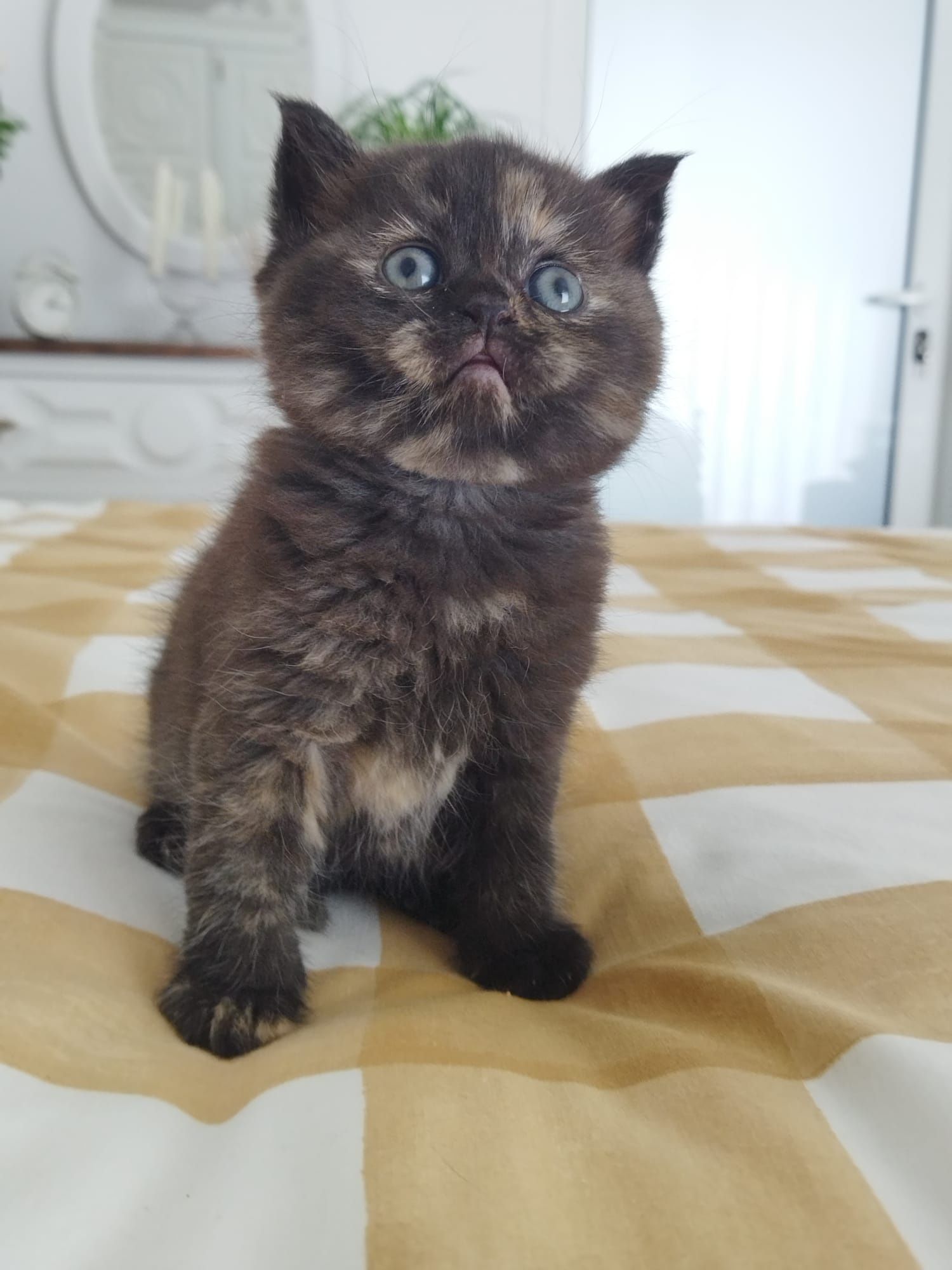 Gatinha British Shorthair Tartaruga
