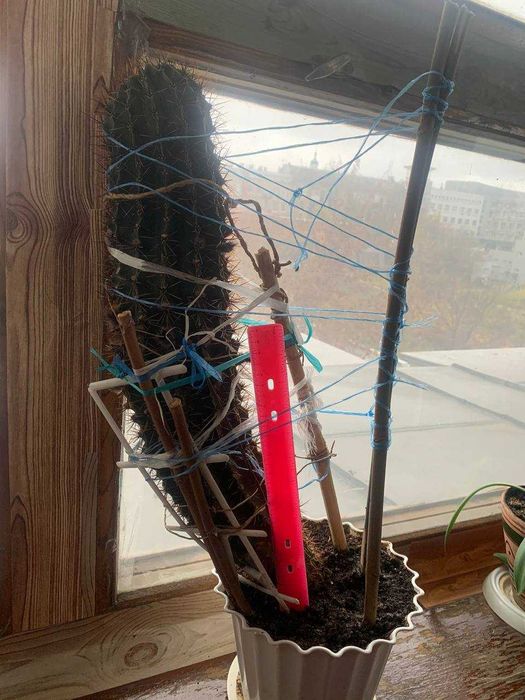 Великий гарний кактус