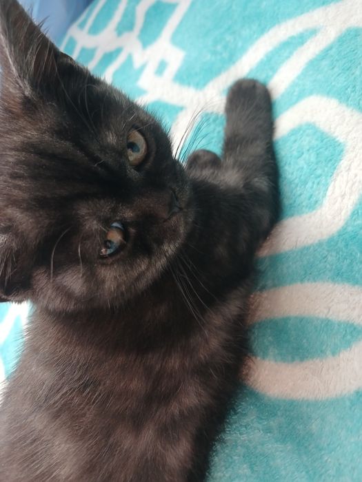 Кошеннята шукають люблячу сімю