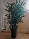 Dracena 3x135cm + 1x50cm z donicą
