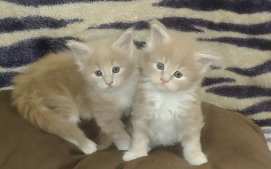 Сумы. Котята Мейн Кун.