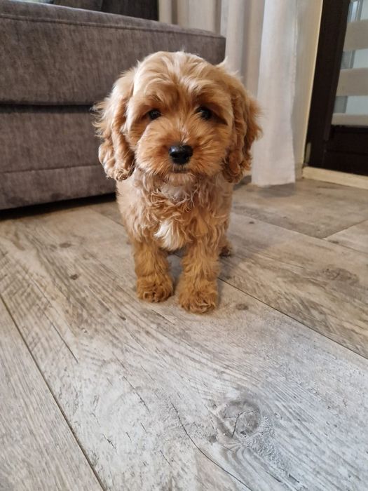 Pudel toy& cavalier piesek cavapoo