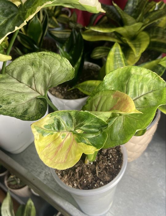 Сингоніум Orm Thong var