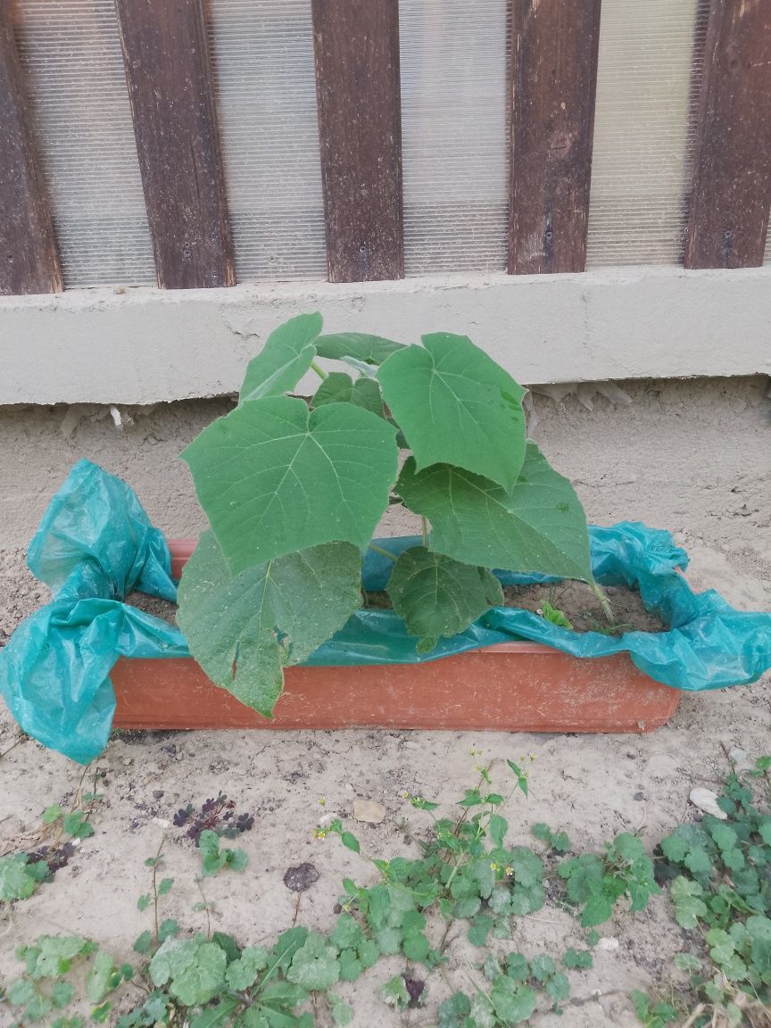 Paulownia drzewo tlenowe