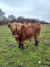 Bydło szkockie Highland Cattle - byki - 12msc i 18msc - 100% rasy