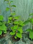 Kiwi Aktinidia 'Hayward'